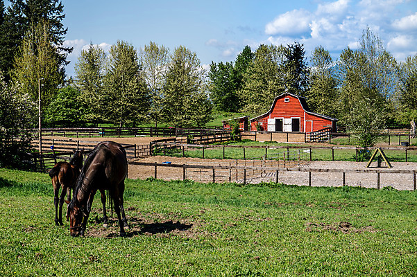 포토 JPG 해외이미지 나무 동물 구름 밭 자연 하늘 산 서기 풍경 잔디 사람없음 야외 빨간색 초록색 여름 파란색 울타리 컬러풀 농장 농경지 펜 갈색 봄 목장 흰색 시골 승마 땅 장면 남쪽 망아지 외양간 찰과상 해외202004 해외포토 자연요소 식물 계절 새끼 스포츠 컬러 농업 모션 담장 필기구 말_동물 상처 방향 생태계 파일형식 이미지허브