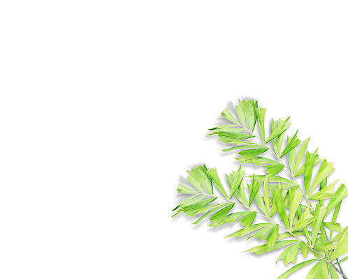 포토 JPG 해외이미지 나무 식물 줄기 백그라운드 잎 패턴 곡선 부분 자연 손바닥 사람없음 초록색 여름 성장 흰색 나뭇가지 숲 싱글 코코넛 내추럴 고립 해외202004 해외포토 손 계절 선 컬러 무늬 과일 생태계 파일형식 이미지허브