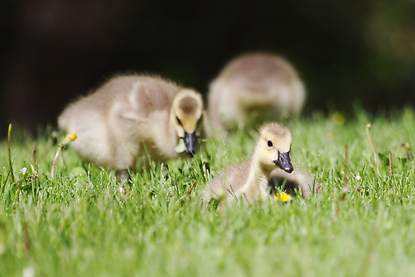 포토 JPG 해외이미지 동물 야생동물 자연 조류 사람없음 야외 초록색 갈색 노란색 걷기 검은색 봄 자녀 아기 신생아 깃털 부리 부드러움 거위 솜털 물새 해외202004 해외포토 계절 컬러 모션 사람 감각 생태계 파일형식 이미지허브