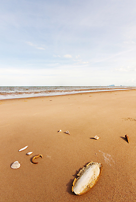 포토 JPG 해외이미지 동물 물결 모래 파도 바다 여행 자연 조류 휴가 사람없음 물 껍질 썰물 오징어 갸우뚱 대각선 등딱지 해외202004 해외포토 자연요소 선 모션 연체동물 수중동물 생태계 파일형식 이미지허브