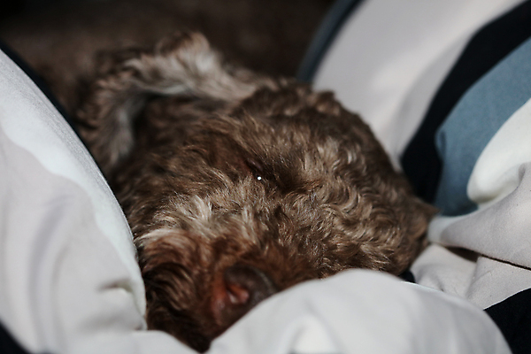 포토 JPG 해외이미지 동물 직업 1 라이프스타일 여자 행복 백그라운드 포유류 주택 실내 건강 병원 서기 사람 앉기 사람없음 반려동물 평화 방 고통 시험 환자 의사 흰색 개 강아지 테리어 래브라도리트리버 코 잭 송곳니 고립 기르기 돌봄 해외202004 해외포토 교육 감정 컬러 컨셉 의학 모션 내부 건물 생활 신체부위 의료진 리트리버 치아 파일형식 이미지허브