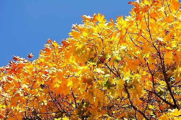 포토 JPG 해외이미지 나무 식물 계절 공원 백그라운드 단풍 잎 캐나다 패턴 오렌지 자연 벽지 추상 사람없음 야외 빨간색 초록색 빛 컬러풀 햇빛 갈색 노란색 환경 정원 활발 가을 나뭇가지 황금 숲 9월 11월 땅 질감 10월 내추럴 강렬 땅바닥 해외202004 해외포토 공공시설 컬러 컨셉 북아메리카 무늬 과일 바닥 태양 날짜 생태계 파일형식 이미지허브