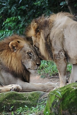 포토 JPG 해외이미지 동물 야생동물 포유류 발 자연 털 동물원 종류 사람없음 컬러풀 환경 고양이 힘 활발 사막 위험 사자 큼 공격 왕 육식동물 사냥꾼 멸종 사자자리 서식지 표범 강렬 사바나 지도책 집게발 힘찬 해외202004 해외포토 직업 컬러 컨셉 모션 신체부위 책 반려동물 별자리 크기 생태계 파일형식 이미지허브