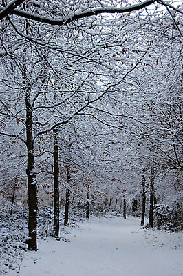 포토 JPG 해외이미지 나무 겨울 자연 하늘 날씨 풍경 사람없음 파란색 얼음 추위 흰색 숲 해외202004 해외포토 자연요소 식물 계절 컬러 생태계 파일형식 이미지허브