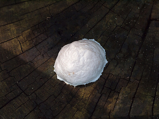 포토 JPG 해외이미지 모양 나무 식물 지구 백그라운드 패턴 부분 자연 표면 새로움 사람없음 목재 갈색 환경 힘 봄 성장 흰색 죽음 반지 원형 거친 작음 낟알 자르기 묘사 오브젝트 에코 질감 부활 잡동사니 내추럴 개발 고립 생태학 수목 옛날 투쟁 해외202004 해외포토 도형 계절 교육 컬러 컨셉 무늬 재료 장신구 모션 크기 생태계 파일형식 이미지허브