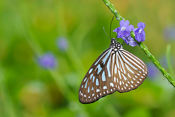 포토 JPG 해외이미지 식물 꽃 나비 곤충 날개 사람없음 여름 식사 봄 보케 대각선 구성 접기 해외202004 해외포토 동물 계절 선 모션 파일형식 이미지허브