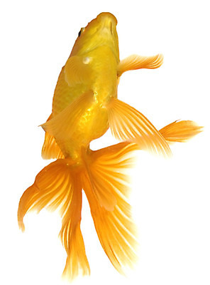 포토 JPG 해외이미지 동물 모션 어류 사람없음 반려동물 수영 흰색 황금 꼬리 금붕어 지느러미 수족관 고립 해외202004 해외포토 컬러 수중동물 수상스포츠 파일형식 이미지허브