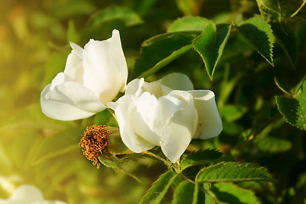 포토 JPG 해외이미지 나무 식물 계절 공원 꽃잎 꽃 줄기 잎 자연 새로움 사람없음 야외 가로 초록색 빛 태양 장미 환경 정원 봄 성장 벚꽃 나뭇가지 숲 4월 땅 해외202004 해외포토 자연요소 공공시설 컬러 컨셉 날짜 생태계 파일형식 이미지허브