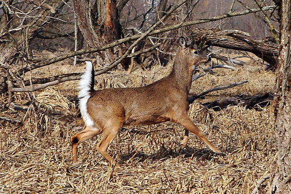 포토 JPG 해외이미지 나무 동물 계절 공원 야생동물 밭 포유류 자연 휴식 뿔 사람없음 야외 갈색 머리 쌓기 달러 흰색 나뭇가지 시골 숲 방목 바퀴자국 싱글 꼬리 사냥 귀 내추럴 동물상 아기사슴 암사슴 해외202004 해외포토 식물 공공시설 새끼 컬러 컨셉 돈 농업 자국 모션 사슴 신체부위 조형물 축산업 암컷 생태계 파일형식 이미지허브