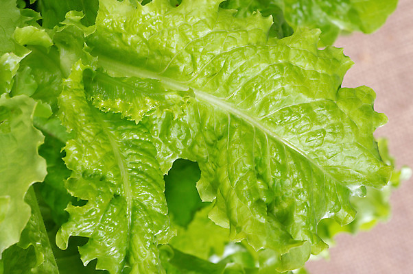 포토 JPG 해외이미지 식물 라이프스타일 음식 백그라운드 잎 다이어트 채소 재료 자연 건강 식이요법 사람없음 농작물 쌓기 샐러드 상추 먹기 유기농 날것 흙더미 채식주의자 해외202004 해외포토 웰빙 농업 모션 생활 흙 생태계 채식 파일형식 더미 이미지허브