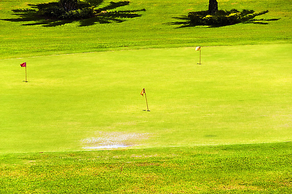 포토 JPG 해외이미지 나무 백그라운드 골프 골프장 사람없음 야외 가로 초록색 컬러풀 해외202004 해외포토 식물 컬러 스포츠시설 구기 파일형식 이미지허브