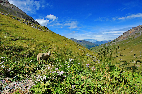 포토 JPG 해외이미지 동물 구름 밭 농업 자연 하늘 산 풍경 사람없음 초록색 여름 파란색 농장 농경지 환경 맑음 가축 시골 양 숲 방목 언덕 산등성이 빙하 암초 양고기 산악지대 밭일 절정 찰과상 눈내림 목가 해외202004 해외포토 자연요소 계절 산업 컬러 포유류 날씨 눈_날씨 육류 축산업 상처 생태계 파일형식 이미지허브
