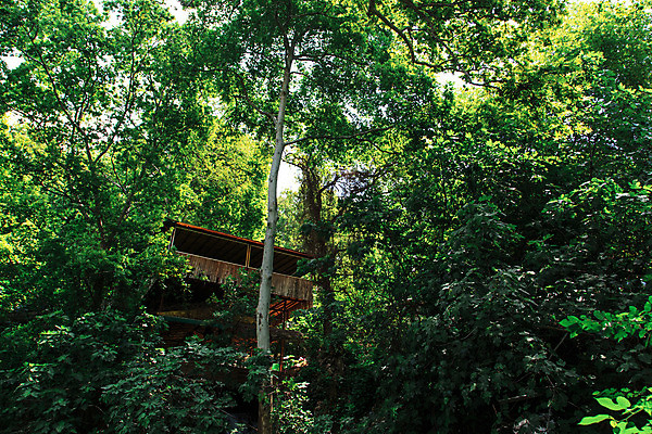 포토 JPG 해외이미지 나무 식물 자연 풍경 사람없음 목재 초록색 환경 정원 나뭇가지 에코 생태계 생물학 칠면조 내추럴 생태학 해외202004 해외포토 교육 컬러 재료 조류 파일형식 이미지허브