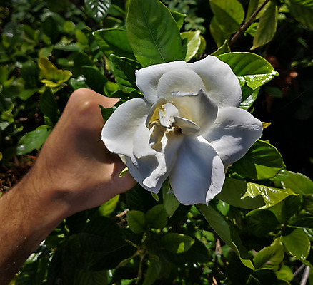 포토 JPG 해외이미지 나무 식물 백인 손 여자 남자 꽃잎 꽃 행복 분홍색 결혼 잎 꽃무늬 장신구 자연 결혼식 기념 프레임 건강 사랑 미술 사람 사람없음 야외 장식 초록색 여름 장미 노란색 유행 정원 보라색 스파 봄 벚꽃 흰색 잡기 고급 우아함 차 사과 아로마 약혼 스타일 해외202004 해외포토 서양인 계절 감정 음료 컬러 컨셉 무늬 과일 모션 문화예술 이벤트 신체부위 생태계 약속 파일형식 이미지허브