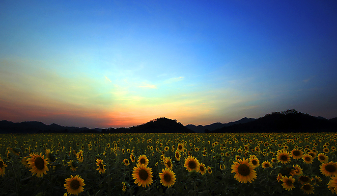 포토 JPG 해외이미지 식물 꽃 꽃다발 백그라운드 잎 꽃무늬 밭 농업 자연 해바라기 새로움 사람없음 장식 초록색 여름 컬러풀 정원 성장 벚꽃 나뭇가지 신선 화려 개화 허브 해외202004 해외포토 나무 계절 산업 컬러 컨셉 무늬 생태계 파일형식 이미지허브