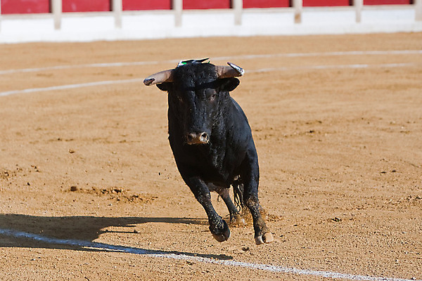 포토 JPG 해외이미지 동물 전통 문화 사람없음 축제 공연 용기 자신감 위험 망토 황소 싸움 민화 스페인어 투우장 해외202004 해외포토 그릇 감정 컨셉 모션 이벤트 소 그림 투우 파일형식 이미지허브