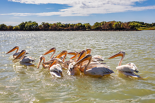 포토 JPG 해외이미지 동물 호수 야생동물 여행 백그라운드 학교 아프리카 자연 조류 낚시 파노라마 어류 풍경 성인 사람없음 야외 물 흰색 그룹 큼 펠리컨 기아 배고픔 깃털 서식지 수유 에티오피아 이국적 많음 해외202004 해외포토 자연요소 교육 나라 컬러 컨셉 레저 촬영기법 사람 수중동물 크기 사회이슈 생태계 파일형식 이미지허브