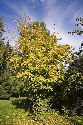 포토 JPG 해외이미지 나무 잎 자연 사람없음 노란색 가을 F 해외202004 해외포토 식물 알파벳 계절 컬러 생태계 파일형식 이미지허브