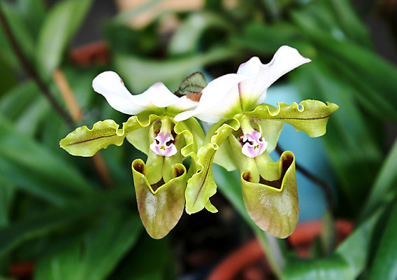 포토 JPG 해외이미지 식물 꽃잎 꽃 분홍색 꽃다발 백그라운드 잎 꽃무늬 자연 사람없음 장식 초록색 여름 노란색 환경 정원 봄 벚꽃 나뭇가지 신선 난초 우아함 내추럴 벨벳 해외202004 해외포토 나무 계절 컬러 컨셉 무늬 실크 생태계 파일형식 이미지허브