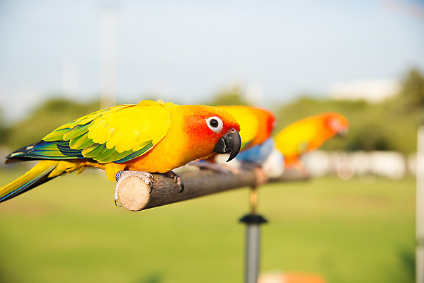 포토 JPG 해외이미지 동물 커플 야생동물 날개 자연 조류 동물원 서기 사람없음 야외 빨간색 초록색 파란색 반려동물 컬러풀 노란색 흰색 앵무새 블러 이국적 해외202004 해외포토 컬러 관계 모션 생태계 파일형식 이미지허브