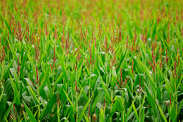 포토 JPG 해외이미지 구름 계절 음식 백그라운드 잎 밭 농업 채소 비즈니스 자연 하늘 건강 옥수수 씨앗 풍경 사람없음 야외 초록색 여름 파란색 농작물 햇빛 농장 노란색 환경 수확 흰색 시골 황금 낟알 땅 시리얼 유기농 보리 귀 장면 스파이크 줄서기 수평선 세련 해외202004 해외포토 자연요소 식물 웰빙 산업 컬러 모션 곡류 신체부위 태양 생태계 파일형식 이미지허브