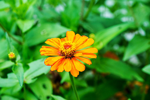 포토 JPG 해외이미지 나무 식물 꽃 분홍색 잎 씨앗 사람없음 초록색 여름 컬러풀 노란색 정원 흰색 나뭇가지 꽃가루 강렬 해외202004 해외포토 계절 컬러 가루 파일형식 이미지허브