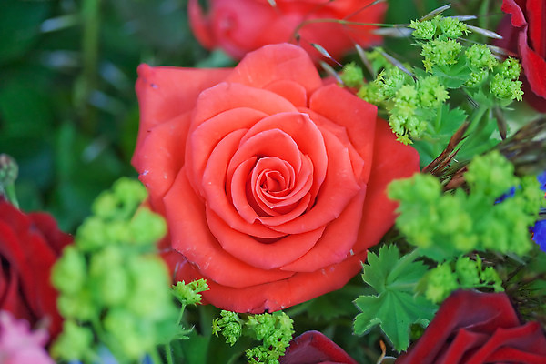 포토 JPG 해외이미지 디자인 꽃잎 꽃 행복 분홍색 꽃다발 결혼 백그라운드 잎 꽃무늬 자연 사랑 사람없음 장식 가로 빨간색 초록색 파란색 컬러풀 장미 노란색 머리 활발 흰색 축하 그룹 변화 수집 배열 가득함 아로마 부드러움 파스텔톤 해외202004 해외포토 식물 감정 컬러 컨셉 무늬 이벤트 신체부위 감각 생태계 파일형식 이미지허브