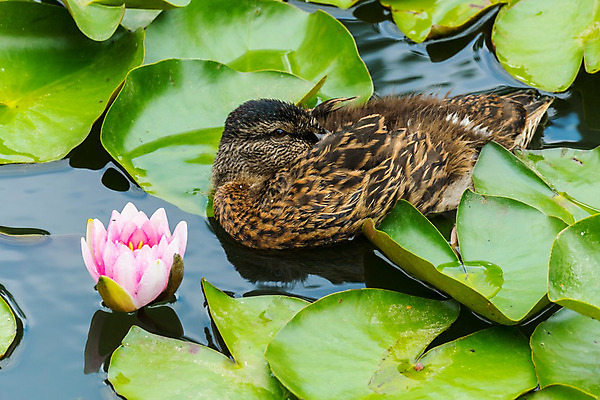 포토 JPG 해외이미지 동물 야생동물 날개 자연 조류 오리 사람없음 야외 물 환경 관찰 연못 잠 원형 깃털 부리 물새 내추럴 해외202004 해외포토 자연요소 도형 모션 생태계 파일형식 이미지허브