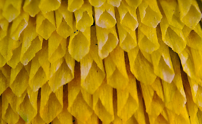 포토 JPG 해외이미지 식물 손 디자인 종이 줄기 백그라운드 잎 텍스트 자연 벽지 표면 추상 문구용품 미술 사람없음 장식 갈색 쪽지 수확 골동품 나뭇가지 신용카드 묘사 질감 복고 나무껍질 섬유 층 시트 내추럴 구김 옛날 핸드메이드 해외202004 해외포토 나무 컬러 무늬 농업 모션 문화예술 신체부위 금융 껍질 직물 오브젝트 생태계 파일형식 이미지허브