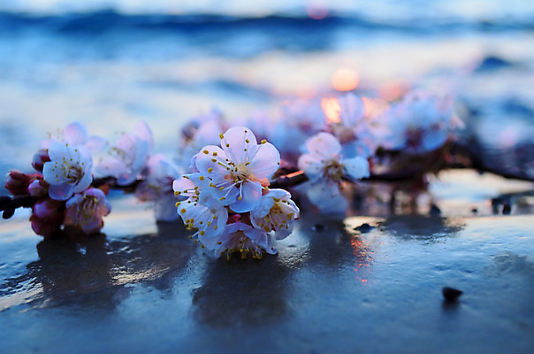 포토 JPG 해외이미지 나무 식물 계절 공원 꽃 바다 분홍색 백그라운드 꽃무늬 자연 하늘 새해 이벤트 사람없음 물 파란색 정원 일본 맑음 축제 봄 벚꽃 흰색 나뭇가지 신선 시간 개화 체리 4월 내추럴 고립 수평선 해외202004 해외포토 자연요소 공공시설 아시아 컬러 무늬 과일 날씨 날짜 생태계 파일형식 이미지허브