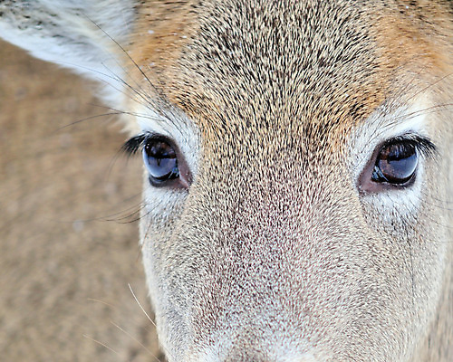 포토 JPG 해외이미지 동물 남자 야생동물 밭 포유류 자연 사슴 뿔 사람없음 야외 달러 해외202004 해외포토 돈 농업 사람 생태계 파일형식 이미지허브