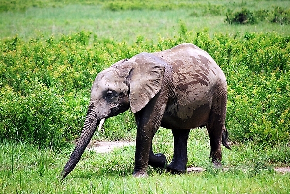 포토 JPG 해외이미지 동물 아시아 야생동물 여행 백그라운드 포유류 태국 자연 코끼리 사람없음 힘 방 흰색 아기 큼 고립 전국 해외202004 해외포토 나라 컬러 사람 크기 생태계 파일형식 이미지허브