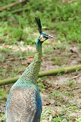 포토 JPG 해외이미지 나무 동물 1 야생동물 백그라운드 잎 오렌지 노래 자연 조류 휴식 종류 앉기 사람없음 야외 빨간색 초록색 여름 파란색 우주 봄 회색 바위 흰색 나뭇가지 공작 묘사 싱글 생물학 서식지 생태학 해외202004 해외포토 식물 계절 교육 음악 컬러 컨셉 과일 모션 돌_바위 생태계 파일형식 이미지허브