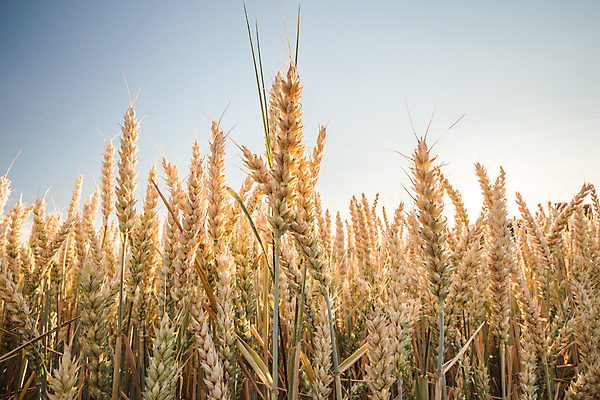 포토 JPG 해외이미지 주간 잎 꽃무늬 농업 하늘 풍경 사람없음 야외 농작물 농사 밀 보리 보리밭 밀밭 해외202004 해외포토 자연요소 식물 꽃 산업 무늬 밭 곡류 파일형식 이미지허브