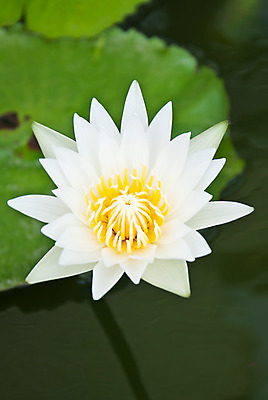 포토 JPG 해외이미지 식물 디자인 꽃잎 꽃 종교 선 자연 연꽃 동양인 사람없음 장식 노란색 침묵 벚꽃 흰색 개화 우아함 백합 심볼 순수 명상 오브젝트 그림 신성 해외202004 해외포토 컬러 컨셉 인종 소리 생태계 파일형식 이미지허브