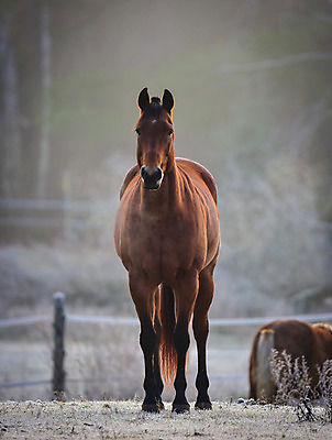 포토 JPG 해외이미지 나무 동물 아침 주택 취미 사람없음 야외 목재 햇빛 농장 일출 목장 추위 안개 시골 신선 숲 시원함 11월 속도 서리 외양간 반투명 삼림지대 해외202004 해외포토 주간 식물 농업 재료 날씨 건물 태양 노을 날짜 파일형식 이미지허브