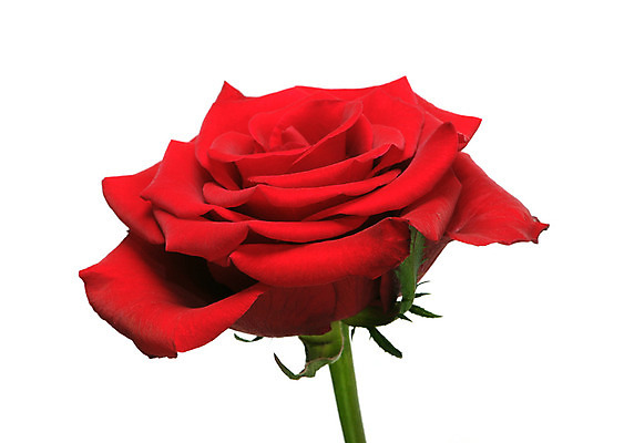 포토 JPG 해외이미지 식물 여자 기념일 꽃잎 꽃 결혼 백그라운드 잎 꽃무늬 패턴 자연 벽지 발렌타인데이 선물 사랑 사람없음 빨간색 여름 장미 정원 봄 벚꽃 흰색 인사 신용카드 생일 개화 우아함 닫기 떨어짐 싱글 원예 질감 엽서 해외202004 해외포토 계절 감정 컬러 컨셉 무늬 모션 데이이벤트 사람 이벤트 취미 금융 예절 편지 생태계 파일형식 이미지허브