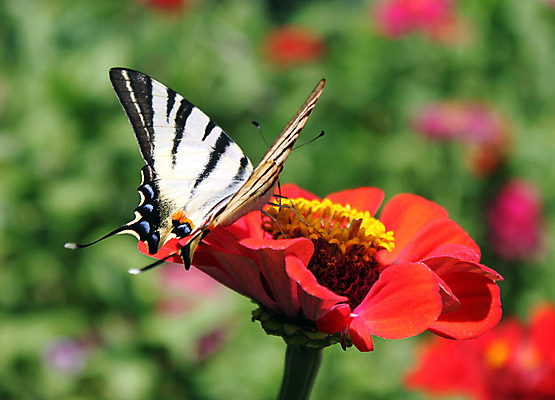 포토 JPG 해외이미지 동물 꽃 나비 곤충 백그라운드 날개 자연 사람없음 빨간색 초록색 여름 정원 오픈 즐거움 동물상 해외202004 해외포토 식물 계절 감정 컬러 조형물 생태계 파일형식 이미지허브