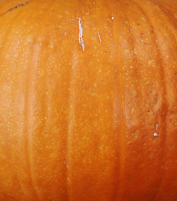 포토 JPG 해외이미지 전통 계절 음식 백그라운드 오렌지 자연 호박 휴가 사람없음 장식 축제 할로윈 수확 가을 11월 질감 추수감사절 10월 해외202004 해외포토 기독교 농업 채소 과일 날짜 생태계 파일형식 이미지허브