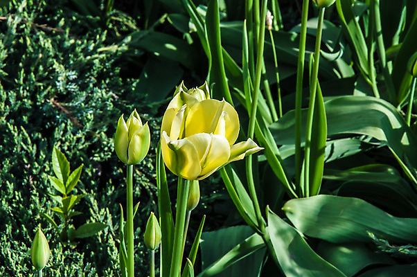 포토 JPG 해외이미지 식물 계절 꽃잎 꽃 줄기 꽃다발 잎 꽃무늬 밭 자연 사람없음 야외 초록색 컬러풀 노란색 정원 봄 튤립 성장 벚꽃 흰색 신선 개화 꽃집 원예 내추럴 해외202004 해외포토 컬러 무늬 농업 취미 상점 생태계 파일형식 이미지허브
