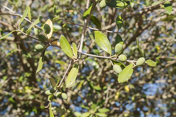 포토 JPG 해외이미지 나무 계절 음식 잎 밭 농업 다이어트 채소 과일 재료 자연 건강 요리 사람없음 야외 초록색 여름 농장 맑음 수확 나뭇가지 시골 스페인 황금 지중해 유기농 올리브 내추럴 밭일 안달루시아 해외202004 해외포토 식물 웰빙 열매 유럽 산업 바다 컬러 날씨 생태계 파일형식 이미지허브