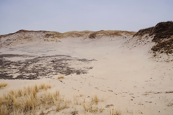 포토 JPG 해외이미지 모래 바다 섬 자연 독일 국립공원 풍경 사람없음 물 세계문화유산 황무지 모래언덕 보호구역 해외202004 해외포토 자연요소 공원 유럽 문화재 언덕 생태계 구역 파일형식 이미지허브