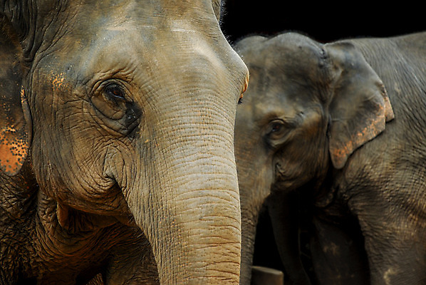 포토 JPG 해외이미지 동물 공원 아시아 야생동물 여행 포즈 포유류 가족 관계 자연 엄마 휴가 코끼리 함께함 3 동양인 사람없음 야외 옆모습 평화 환경 힘 터치 시골 체험 큼 사파리 귀 전국 해외202004 해외포토 공공시설 나라 뷰포인트 컨셉 인종 신체부위 크기 생태계 파일형식 이미지허브
