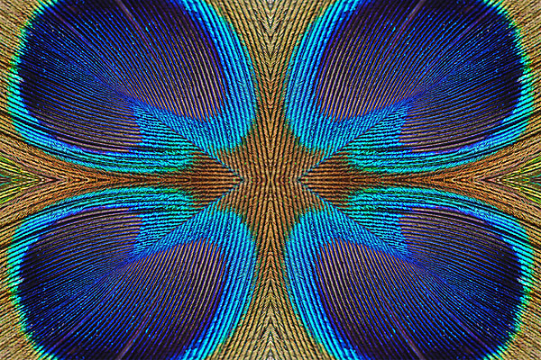 포토 JPG 해외이미지 동물 디자인 백그라운드 패턴 자연 조류 추상 사람없음 초록색 파란색 컬러풀 흰색 공작 깃털 묘사 질감 해외202004 해외포토 컬러 무늬 생태계 파일형식 이미지허브