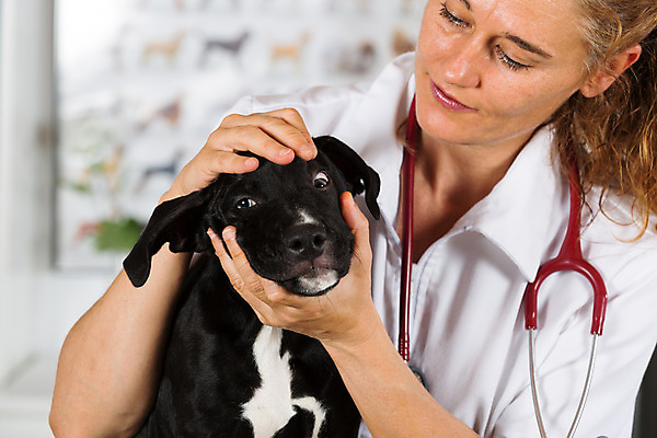 포토 JPG 해외이미지 동물 백인 직업 여자 유니폼 청진기 병원 한명 사람 성인 반려동물 간호사 의사 개 강아지 수의사 해외202004 해외포토 서양인 1 옷 포유류 의학 의료기기 의료진 파일형식 이미지허브