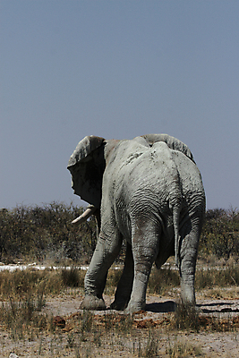 포토 JPG 해외이미지 동물 야생동물 포유류 아프리카 자연 코끼리 사람없음 회색 큼 사파리 나미비아 스텝 해외202004 해외포토 나라 컬러 크기 생태계 남아프리카 파일형식 이미지허브