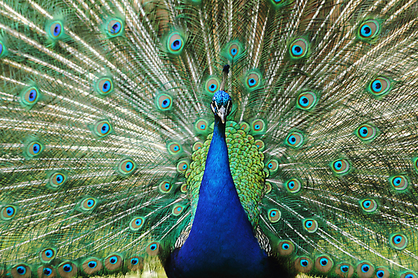 포토 JPG 해외이미지 동물 남자 백그라운드 패턴 오렌지 자연 조류 동물원 사람없음 초록색 파란색 컬러풀 페인트 황금 우아함 공작 깃털 묘사 질감 솜털 해외202004 해외포토 컬러 컨셉 무늬 과일 사람 생태계 파일형식 이미지허브