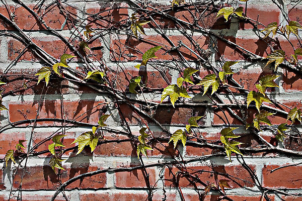 포토 JPG 해외이미지 식물 벽 백그라운드 꽃무늬 부분 자연 표면 날씨 벽돌 사람없음 건물 장식 빨간색 초록색 블록 거친 포도나무 그런지 옛날 줄서기 해외202004 해외포토 건축물 꽃 컬러 무늬 모션 과일나무 생태계 파일형식 이미지허브