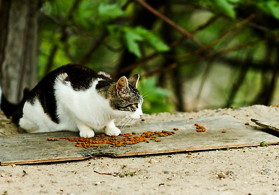 포토 JPG 해외이미지 동물 응시 음식 다이어트 포유류 거리 건강 사람없음 반려동물 고양이 신선 구출 먹이 가난 먹기 버리기 배고픔 노숙자 해외202004 해외포토 시선 컨셉 모션 도움 파일형식 이미지허브
