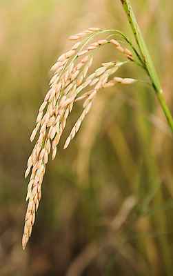 포토 JPG 해외이미지 식물 계절 아시아 음식 잎 밭 농업 태국 자연 밥 씨앗 동양인 풍경 사람없음 야외 초록색 농작물 농장 농경지 노란색 정원 수확 가을 시골 신선 낟알 시리얼 내추럴 숙성 해외202004 해외포토 나라 산업 컬러 인종 생태계 파일형식 이미지허브